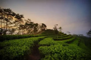 Kebun Teh Nglinggo, Agrowisata yang Berpadu dengan Keindahan Alam Eksotis di Yogyakarta